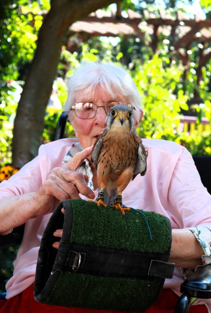 Berkshire Birds of Prey