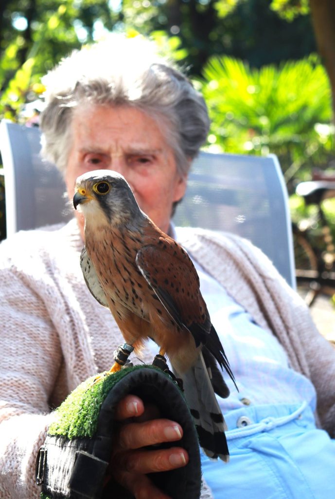 Berkshire Birds of Prey