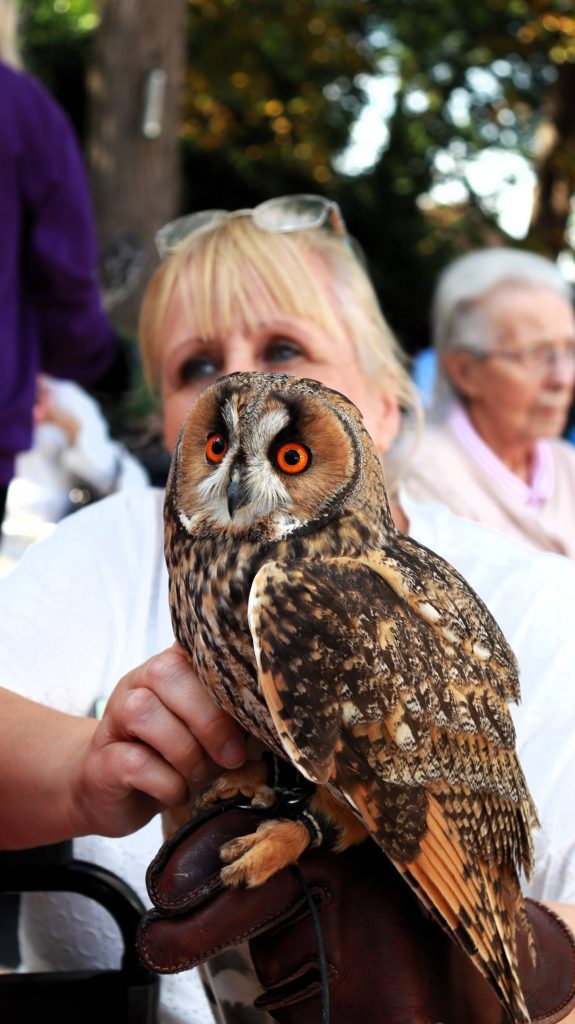 Berkshire Birds of Prey